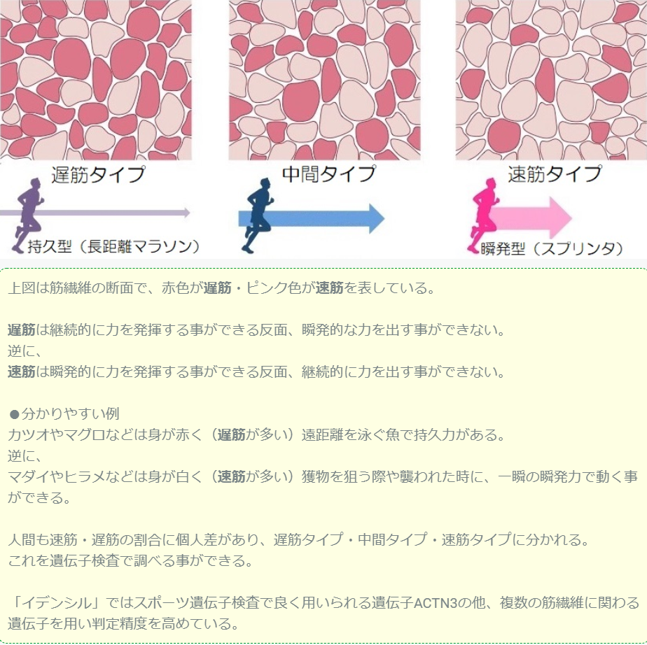 スポーツ遺伝子検査とは？ | ブログ | 遺伝子検査キットの販売店｜業務